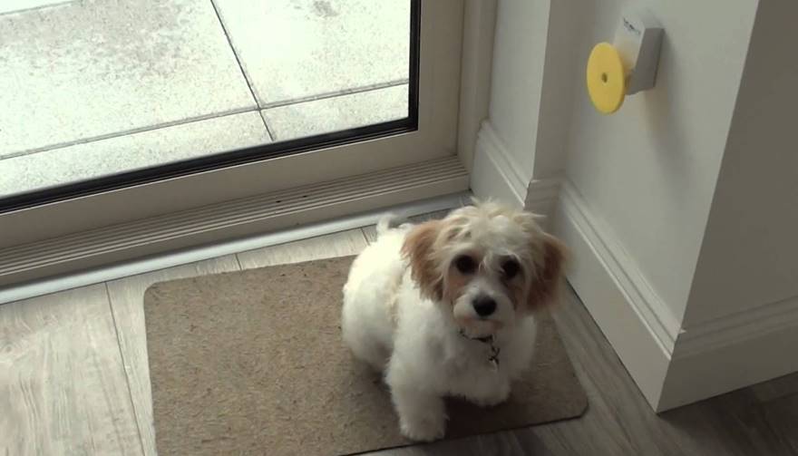 How to find the best dog doorbell